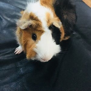 Meet your Posher, Johnny